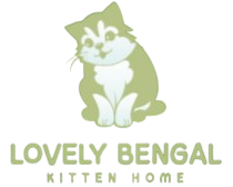 mymainecoonkitten.com